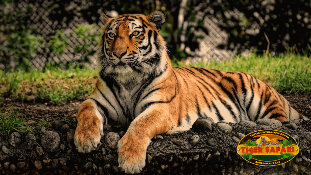 Tiger Safari Zoological Park